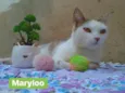 Maryloo