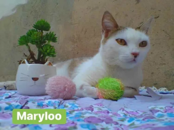 Gato ra a Sem raça definida idade 1 ano nome Maryloo