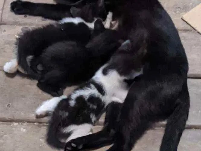 Gato ra a Vira lata idade 2 a 6 meses nome Gatinhos  2 meses