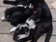 Gatinhos 2 meses
