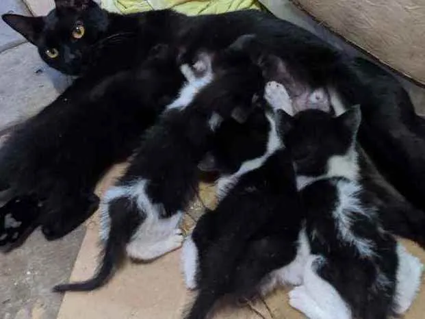 Gato ra a Vira lata idade 2 a 6 meses nome Gatinhos  2 meses