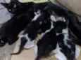 Gatinhos 2 meses