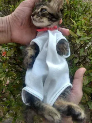 Gato raça SEM RAÇA DEFINIDA.  idade Abaixo de 2 meses nome SEM NOME.