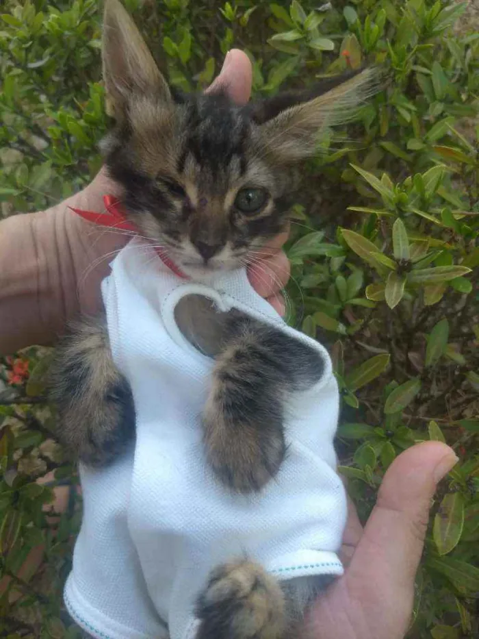 Gato ra a SEM RAÇA DEFINIDA.  idade Abaixo de 2 meses nome SEM NOME.
