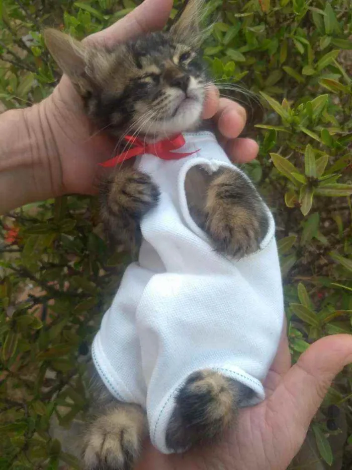 Gato ra a SEM RAÇA DEFINIDA.  idade Abaixo de 2 meses nome ESPECIAL.