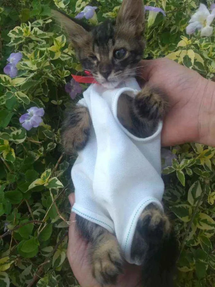Gato ra a SEM RAÇA DEFINIDA.  idade Abaixo de 2 meses nome ESPECIAL.