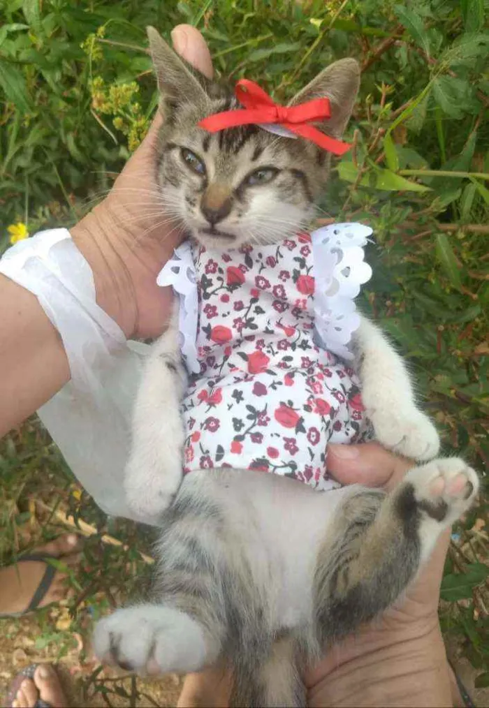 Gato ra a SEM RAÇA DEFINIDA.  idade Abaixo de 2 meses nome SEM NOME.