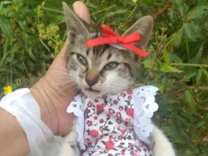 Gato raça SEM RAÇA DEFINIDA.  idade Abaixo de 2 meses nome SEM NOME.