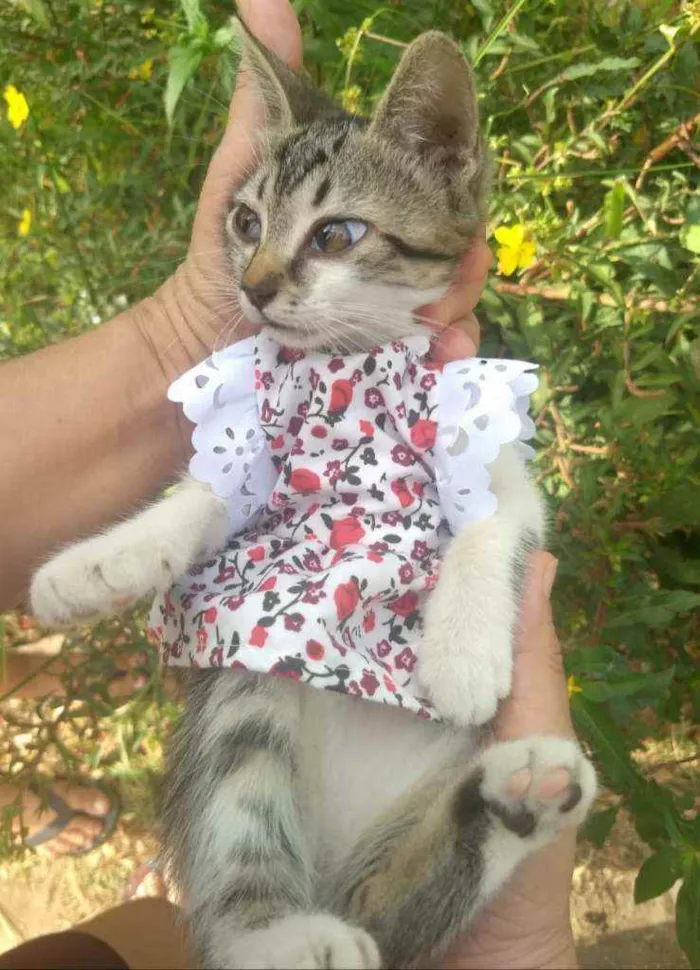 Gato ra a SEM RAÇA DEFINIDA.  idade Abaixo de 2 meses nome SEM NOME.