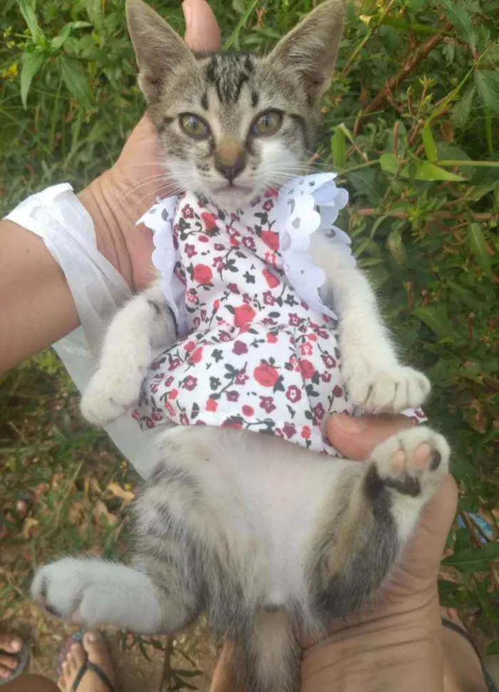 Gato ra a SEM RAÇA DEFINIDA.  idade Abaixo de 2 meses nome SEM NOME.