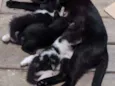 Gatinhos 2 meses