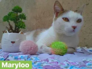 Gato raça Sem raça definida idade 1 ano nome Maryloo