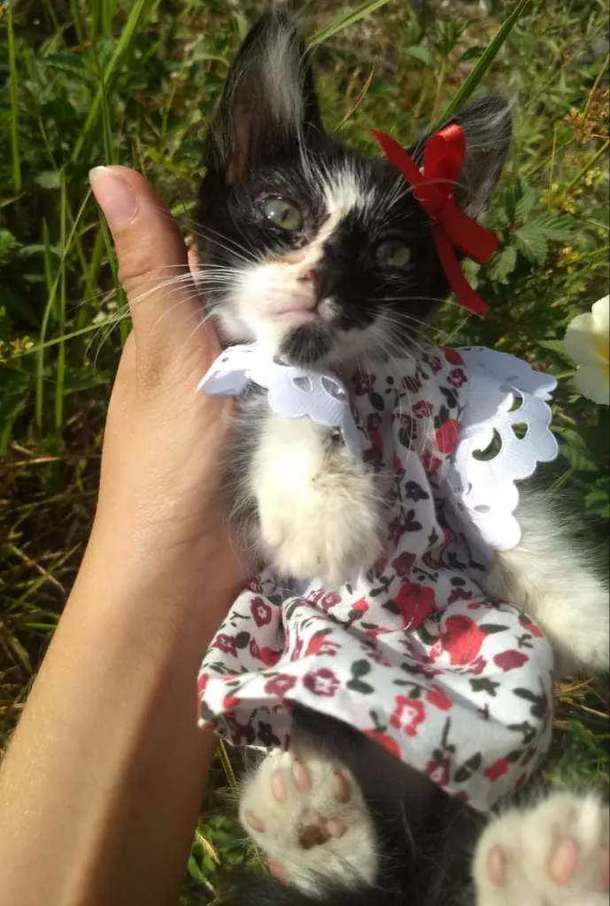 Gato ra a SEM RAÇA DEFINIDA.  idade Abaixo de 2 meses nome SEM NOME.