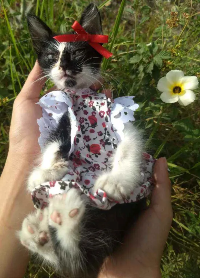 Gato ra a SEM RAÇA DEFINIDA.  idade Abaixo de 2 meses nome SEM NOME.