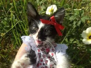 Gato raça SEM RAÇA DEFINIDA.  idade Abaixo de 2 meses nome SEM NOME.
