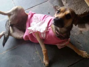 Cachorro raça Viralata idade 4 anos nome Amarela 