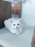 Tom