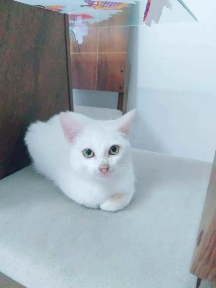 Gato ra a Felina  idade 2 a 6 meses nome Tom