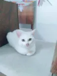 Tom