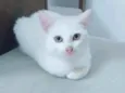 Tom