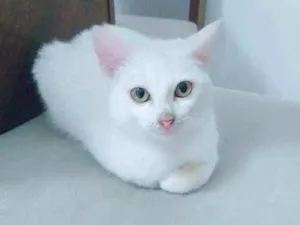 Gato raça Felina  idade 2 a 6 meses nome Tom