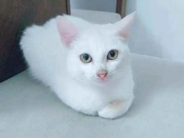 Gato ra a Felina  idade 2 a 6 meses nome Tom
