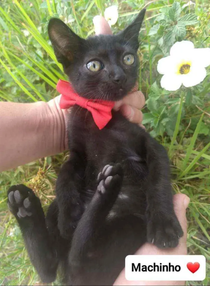 Gato ra a SEM RAÇA DEFINIDA.  idade Abaixo de 2 meses nome SEM NOME.