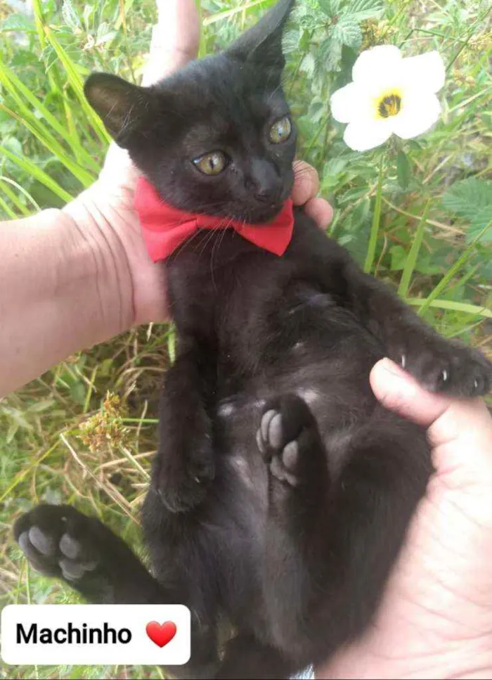 Gato ra a SEM RAÇA DEFINIDA.  idade Abaixo de 2 meses nome SEM NOME.