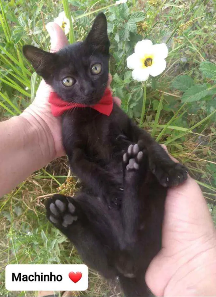 Gato ra a SEM RAÇA DEFINIDA.  idade Abaixo de 2 meses nome SEM NOME.