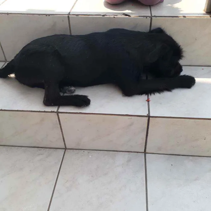 Cachorro raça Pitbull com Rottweiler idade 2 a 6 meses nome Mauí
