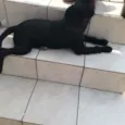 Mauí
