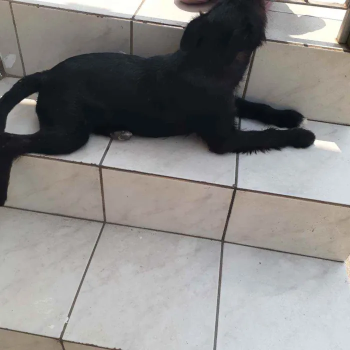 Cachorro raça Pitbull com Rottweiler idade 2 a 6 meses nome Mauí