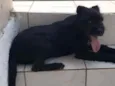 Mauí