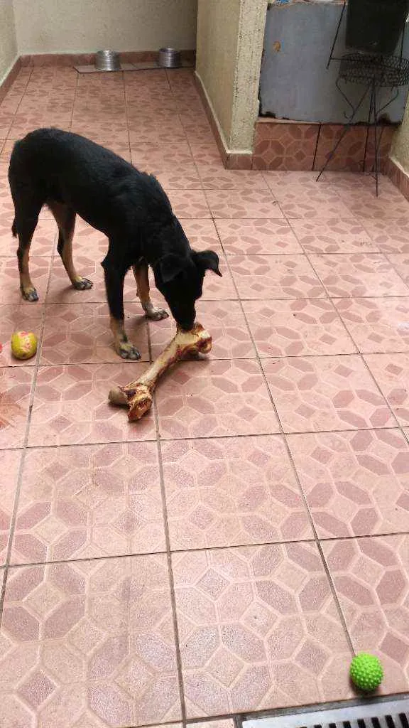 Cachorro ra a Indefinido idade 3 anos nome Spayk