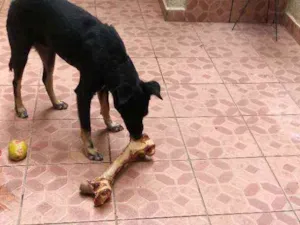 Cachorro raça Indefinido idade 3 anos nome Spayk