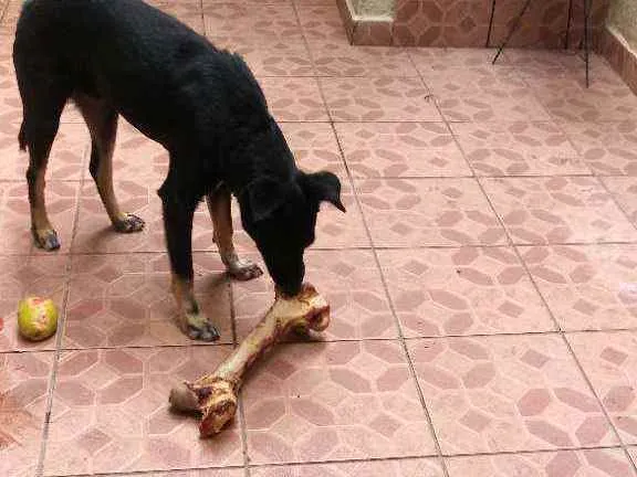 Cachorro ra a Indefinido idade 3 anos nome Spayk