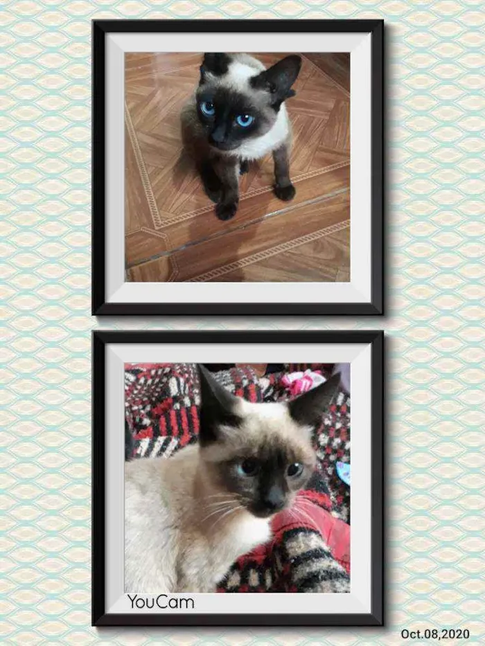 Gato ra a Siamês  idade 1 ano nome Sofia e floquinho