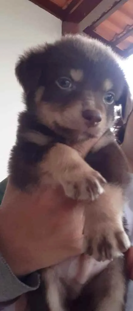Cachorro ra a  idade 2 a 6 meses nome Não sei 