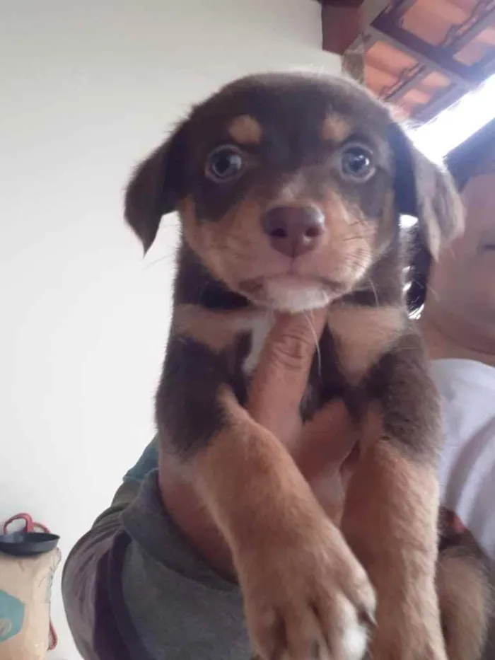 Cachorro ra a  idade 2 a 6 meses nome Não sei 