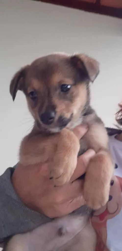Cachorro ra a  idade 2 a 6 meses nome Não sei 