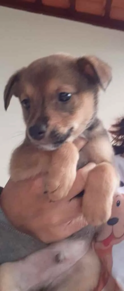 Cachorro ra a  idade 2 a 6 meses nome Não sei 