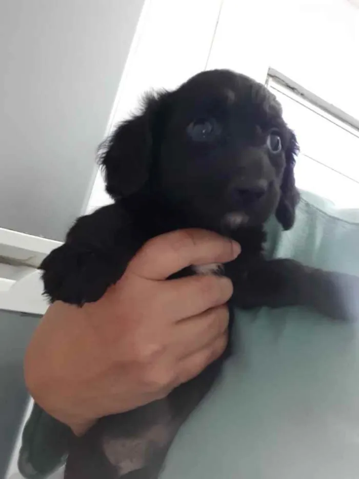 Cachorro ra a  idade 2 a 6 meses nome Não sei 