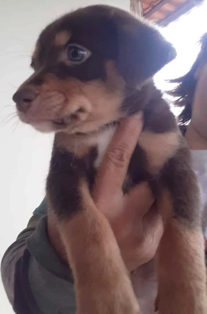 Cachorro ra a  idade 2 a 6 meses nome Não sei 