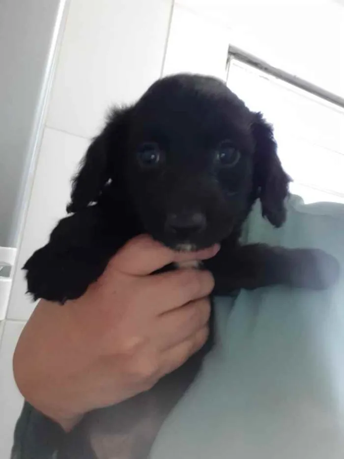 Cachorro ra a  idade 2 a 6 meses nome Não sei 