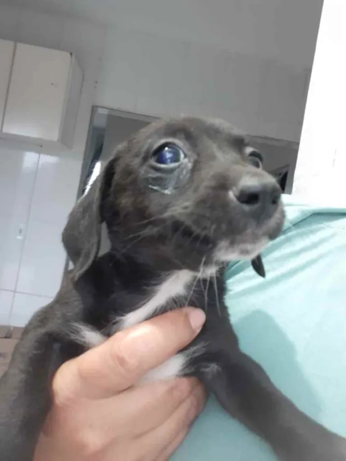 Cachorro ra a  idade 2 a 6 meses nome Não sei 