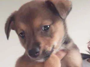Cachorro raça  idade 2 a 6 meses nome Não sei 