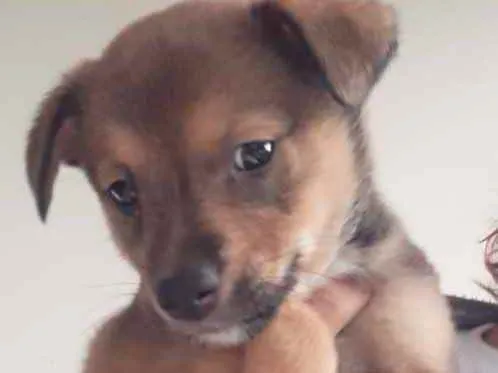 Cachorro ra a  idade 2 a 6 meses nome Não sei 
