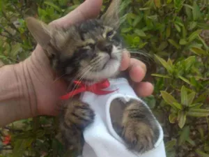 Gato raça SEM RAÇA DEFINIDA.  idade Abaixo de 2 meses nome ESPECIAL.