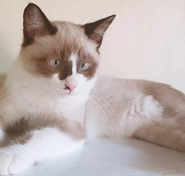 Gato ra a SRD idade 2 a 6 meses nome CARLITO MIX