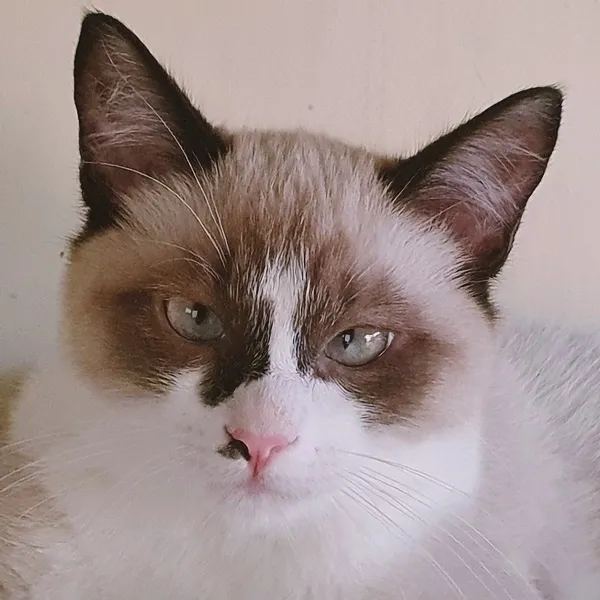 Gato ra a SRD idade 2 a 6 meses nome CARLITO MIX